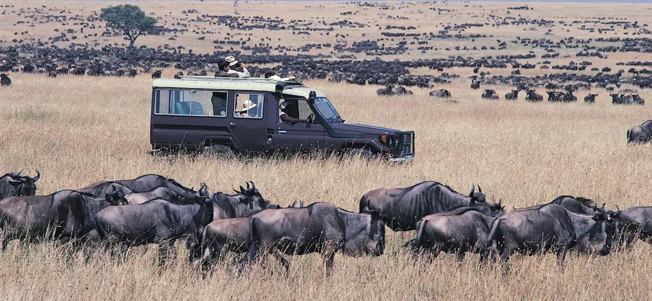 Safari w Kenii: stado gnu na sawannie, a w tle jeep z turystami obserwującymi dzikie zwierzęta.