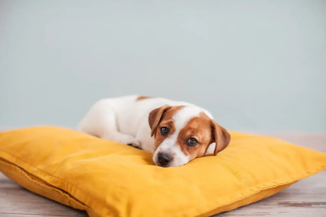 En s&ouml;t Jack Russell-valp ligger uttr&aring;kad p&aring; en gul kudde. Denna understimulerade hund ser lite ledsen ut.