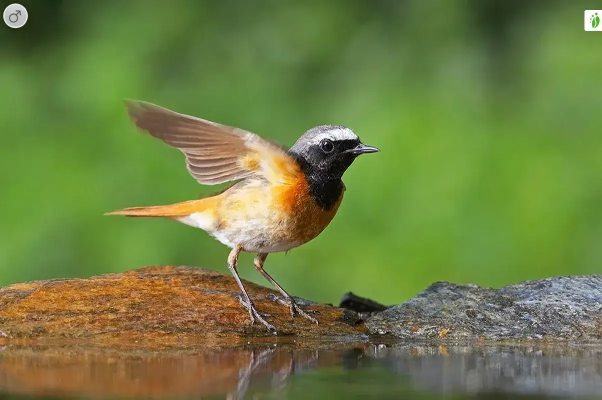 En liten f&aring;gel med orange mage och svarta detaljer p&aring; huvudet st&aring;r p&aring; en sten vid vattenbrynet med vingarna l&auml;tt utsp&auml;nda.
