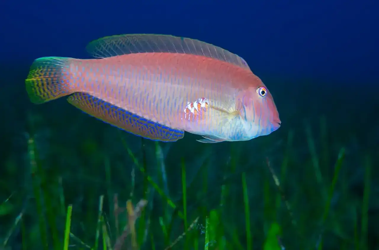 Un pez de color rosa y azul, con un peque&ntilde;o camar&oacute;n adherido a su costado, nada sobre un lecho de algas marinas.