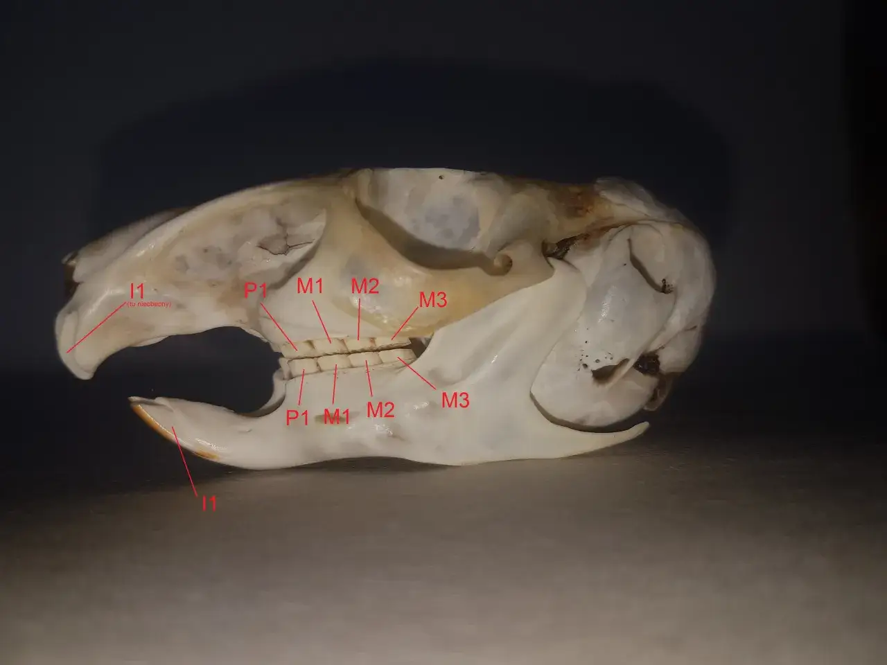 anatomia zęb&oacute;w dolnej szczęki schemat