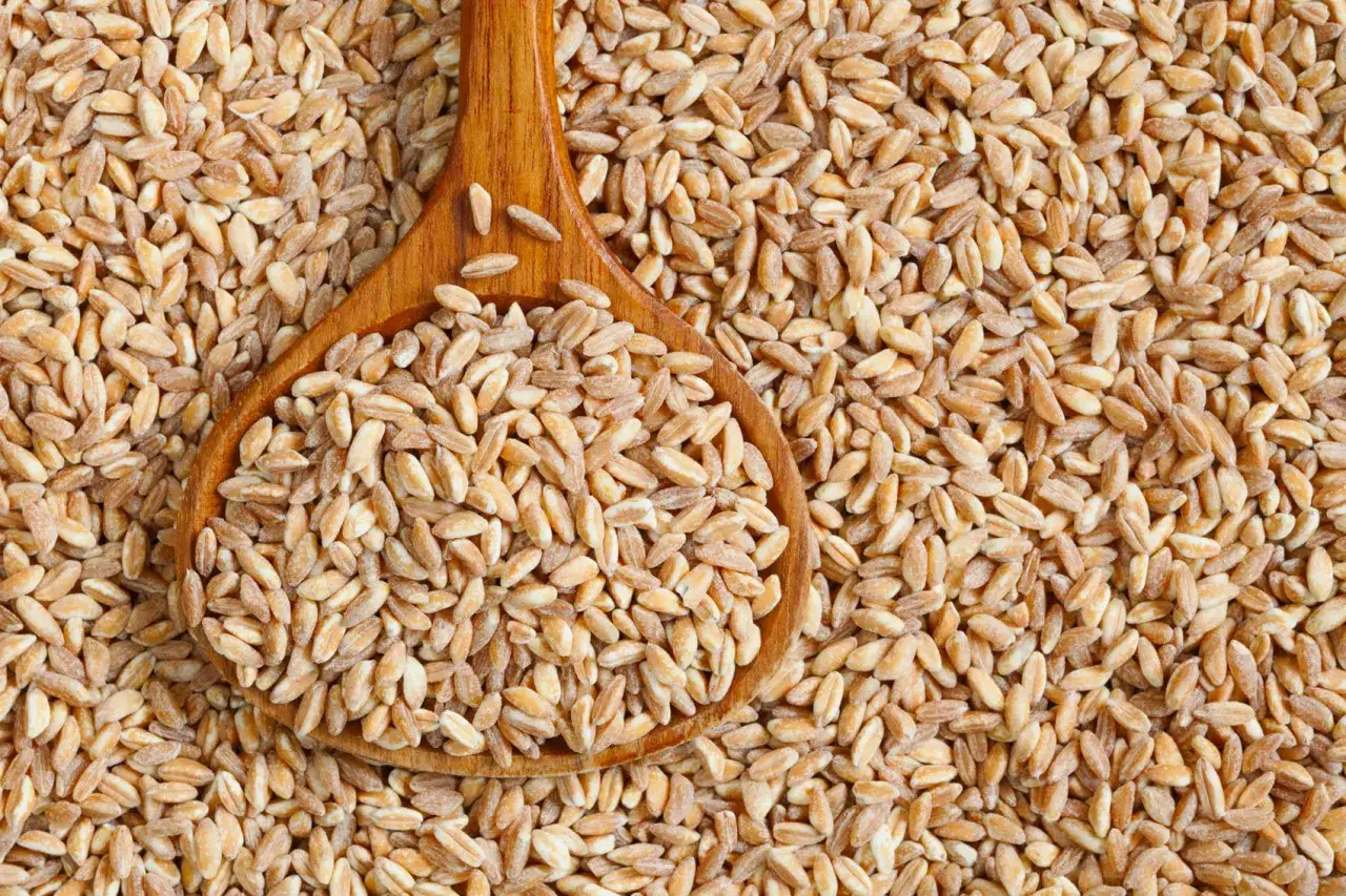 Un cucchiaio di farro su un letto di chicchi. Un alimento nutriente, utile per chi soffre di colite, se consumato con moderazione.