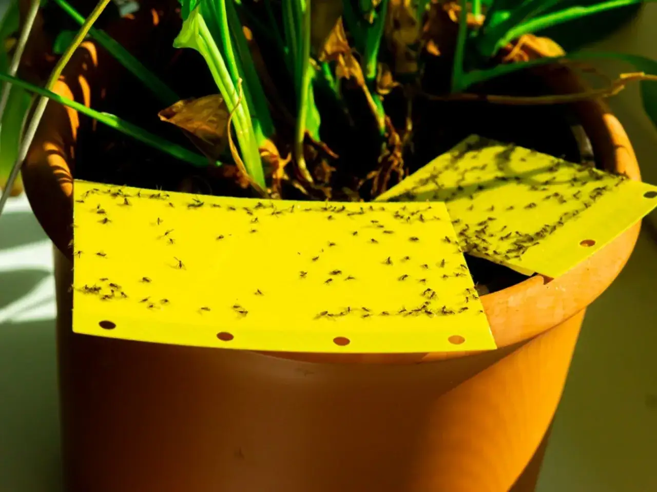 Des pi&egrave;ges jaunes collants dans un pot de fleurs sont recouverts de nombreuses mouches de terreau, signe d'une infestation.