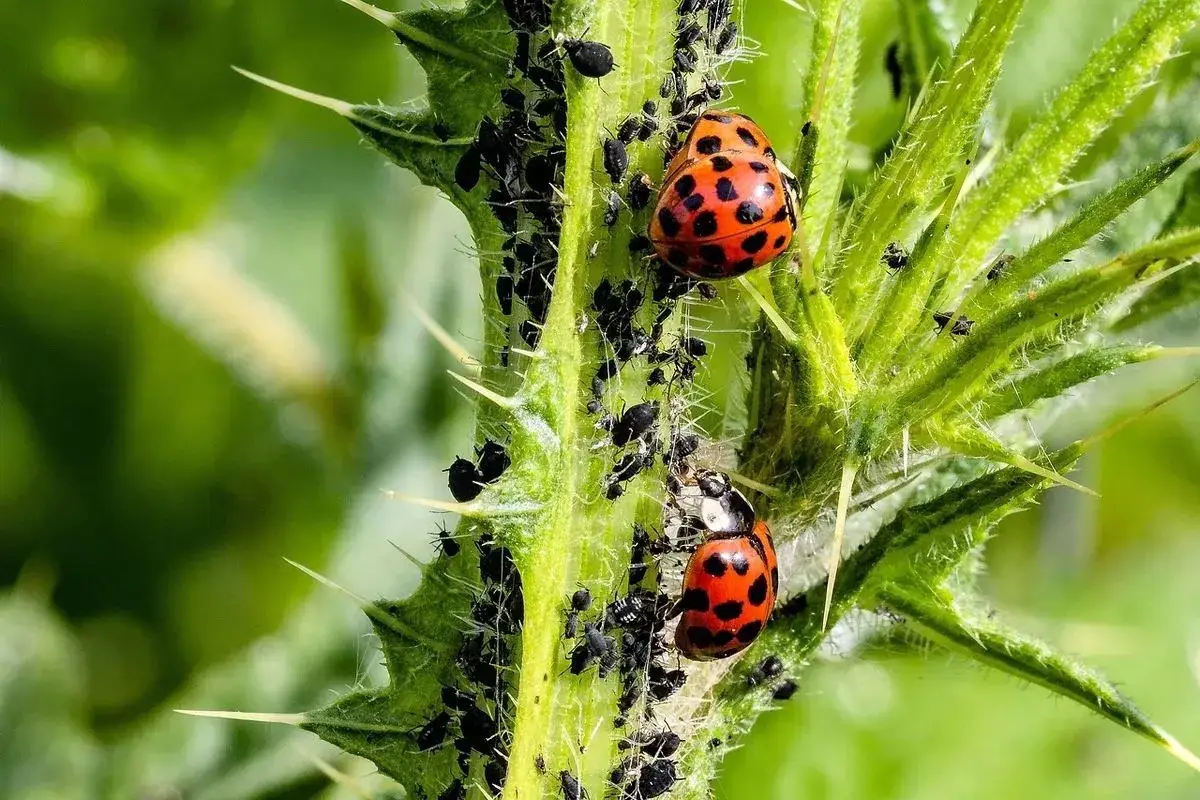 Dwie biedronki, naturalny, skuteczny środek na mszyce, żerują na łodydze ostu oblepionej czarnymi mszycami.