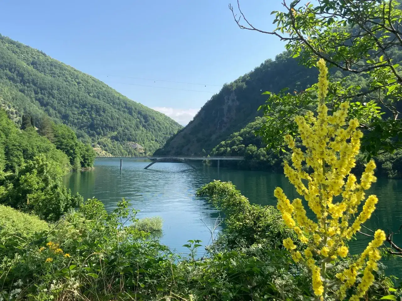 Un fiore giallo svetta tra il verde, con un lago tranquillo e montagne sullo sfondo. Si intravedono i **vagli di sotto** del ponte che attraversa il lago.