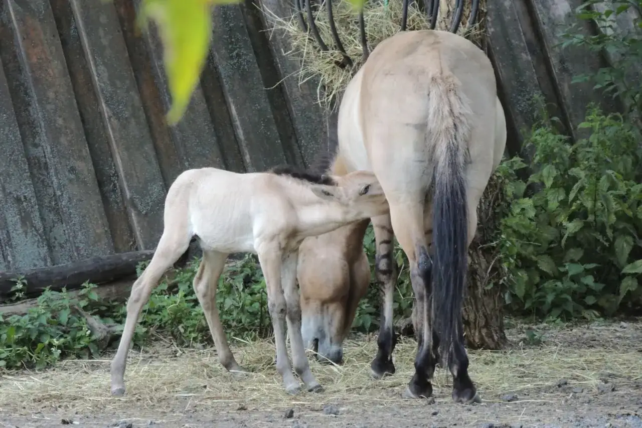 Konie Przewalskiego w zoo w Polsce. Małe źrebię pije mleko od matki.