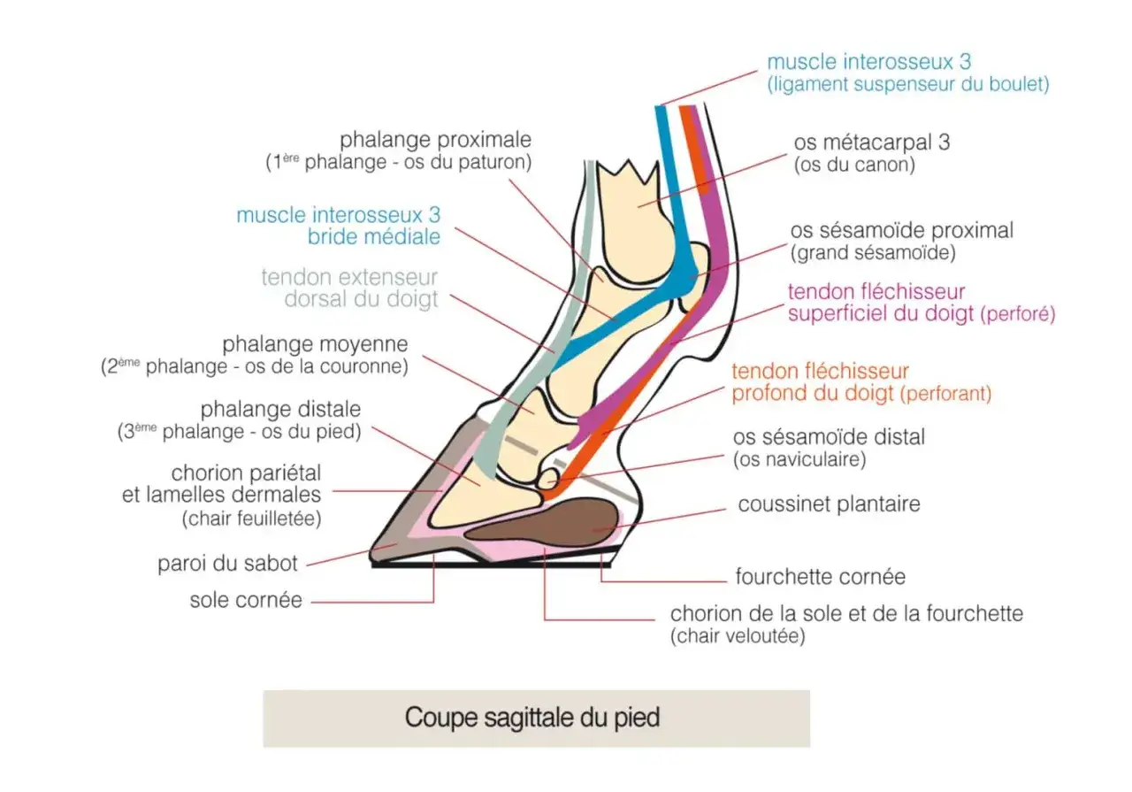 Coupe sagittale du pied de cheval, montrant les phalanges, tendons et muscles. La phalange proximale est la première phalange.