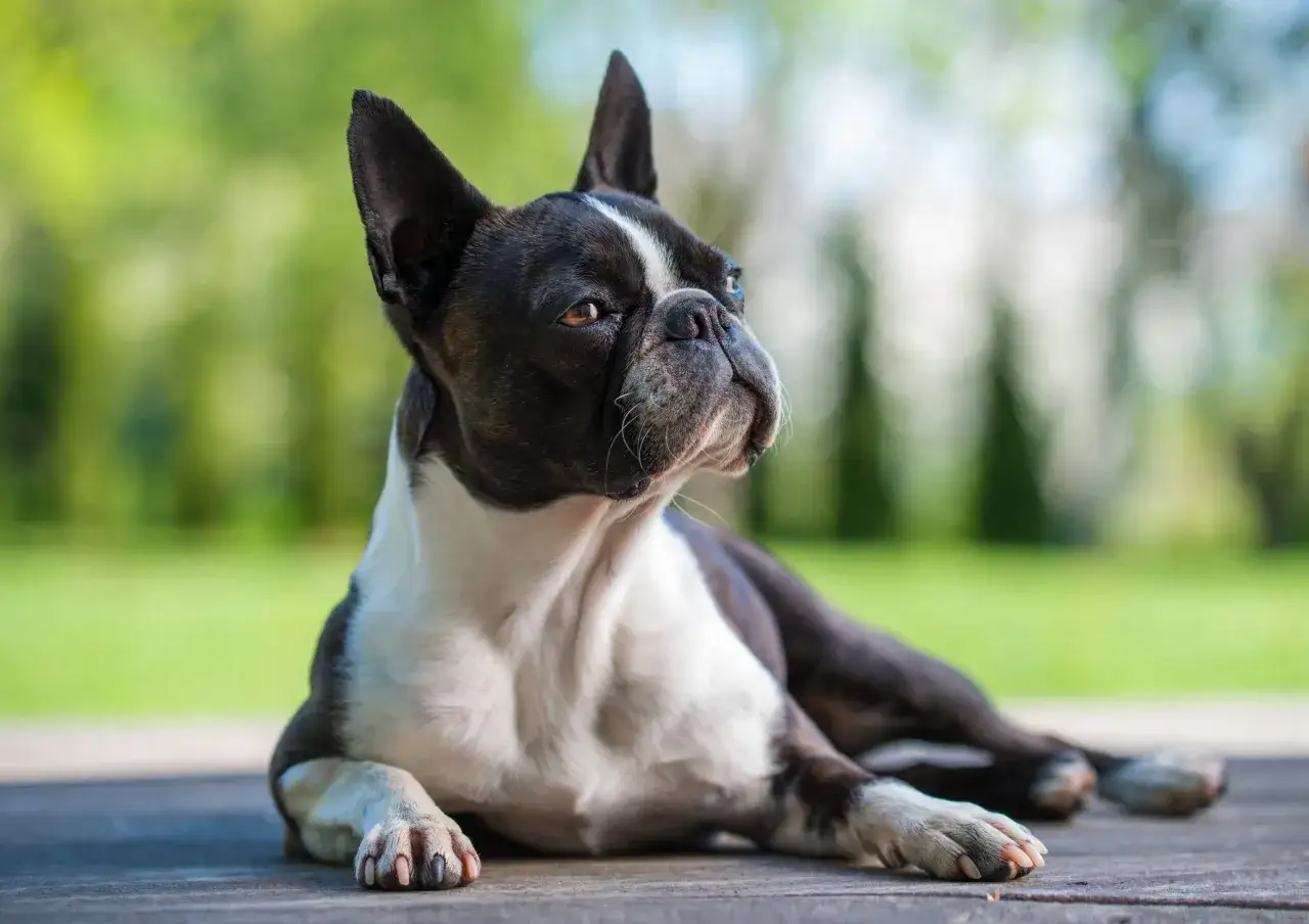 Un adorable boston terrier descansa sobre una superficie de madera, con un fondo verde desenfocado.