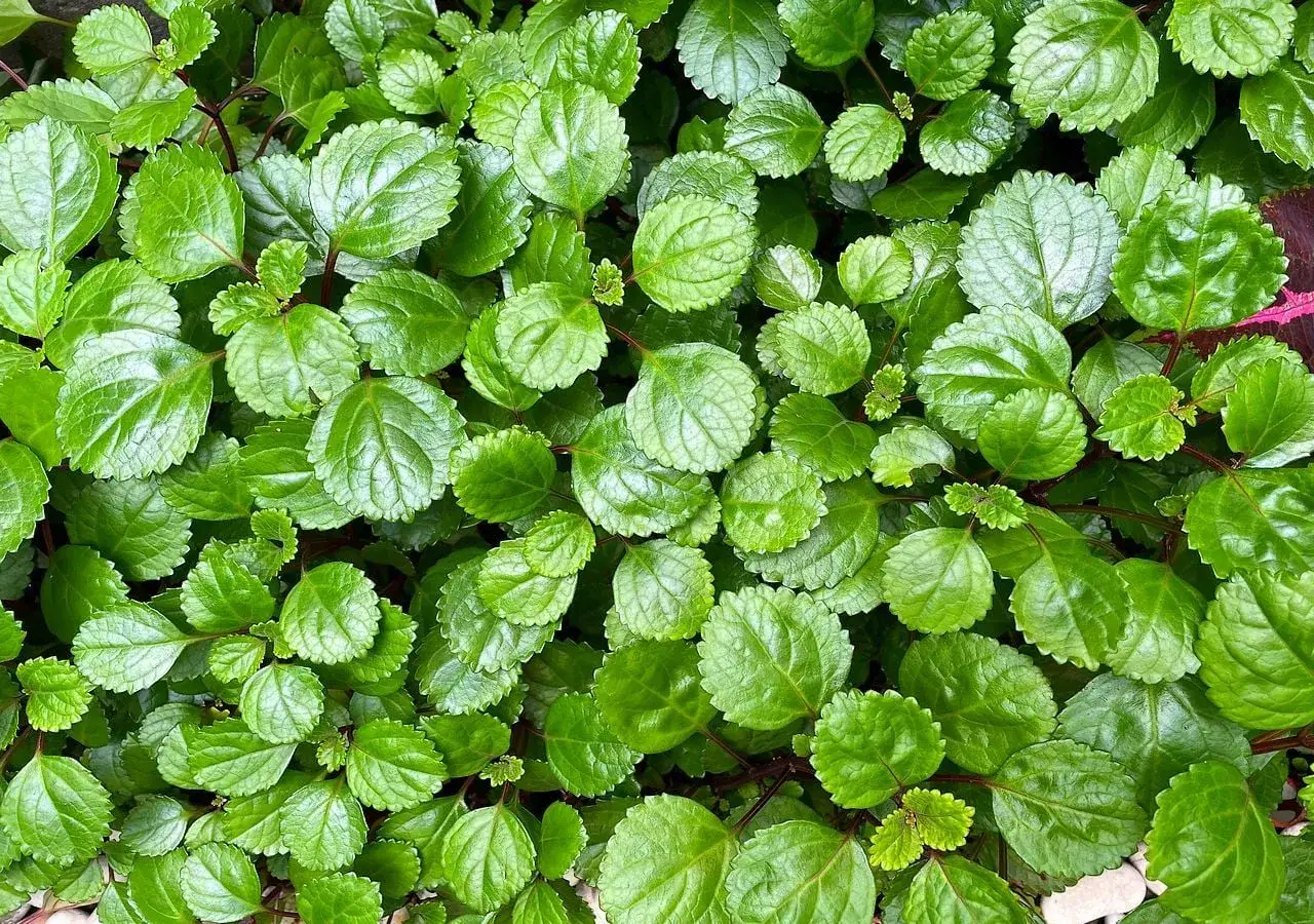 Planta del dinero interior o exterior, con hojas verdes brillantes y bordes dentados, ideal para dar vida a cualquier espacio.