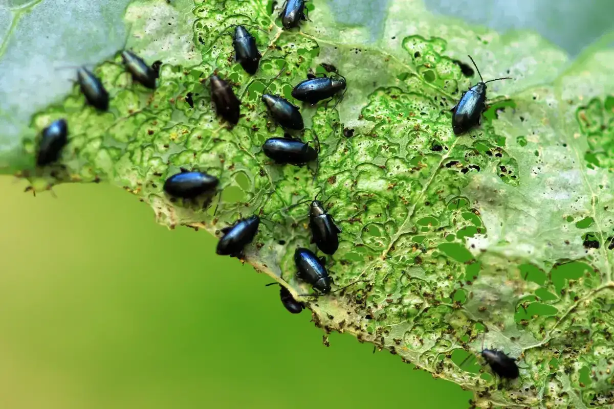Petites altises noires d&eacute;vorent une feuille verte. Un traitement naturel est n&eacute;cessaire pour prot&eacute;ger les cultures.