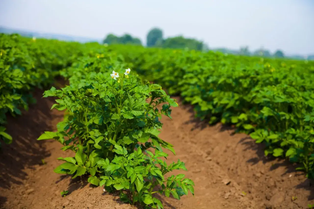 Campos verdes y tierra arada, listos para la siembra de patatas. Las plantas jóvenes muestran sus primeras flores blancas.