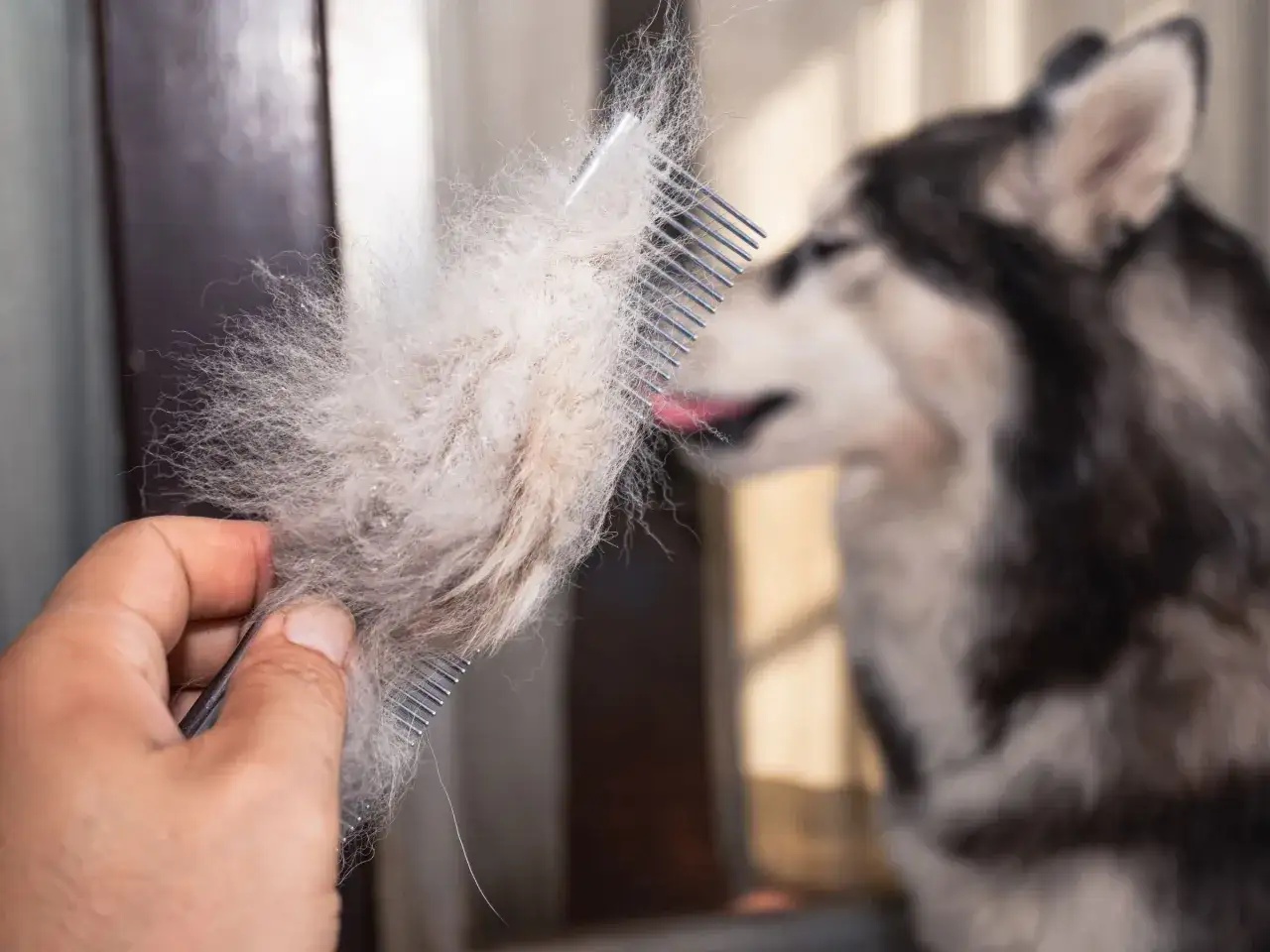 Grzebień pełen sierści, widoczne wypadanie sierści u psa rasy husky.