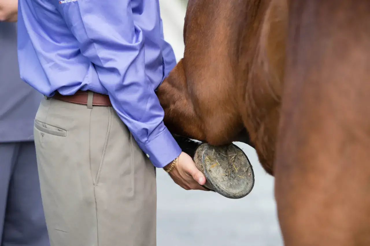 Tierarzt untersucht Huf. M&ouml;gliche Arthrose beim Pferd? Symptome erkennen ist wichtig f&uuml;r die Behandlung.