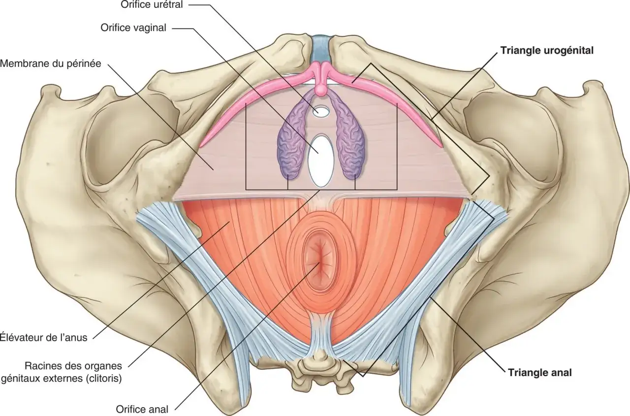 Anatomie du plancher pelvien féminin, montrant le triangle anal et le triangle urogénital. Une condition comme le prolapsus anal peut affecter ces structures.