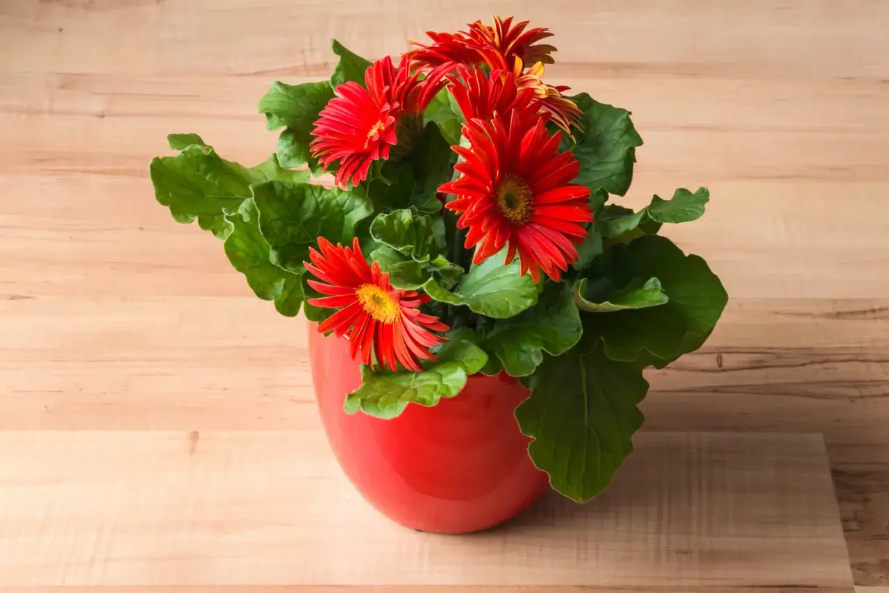 Jasna, czerwona gerbera doniczkowa w ceramicznej osłonce na drewnianym blacie.