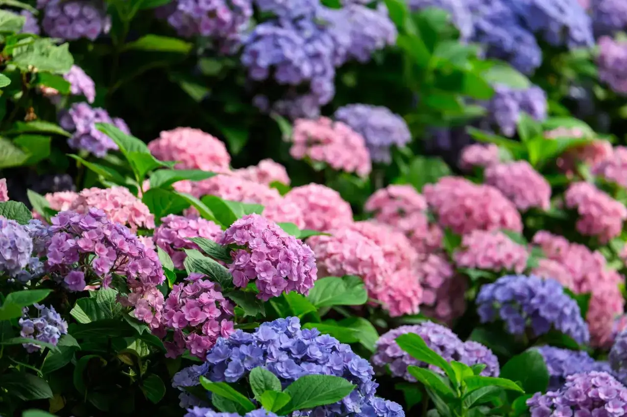 Un magnifique planter hortensia débordant de fleurs roses et violettes, avec des feuilles vertes luxuriantes.