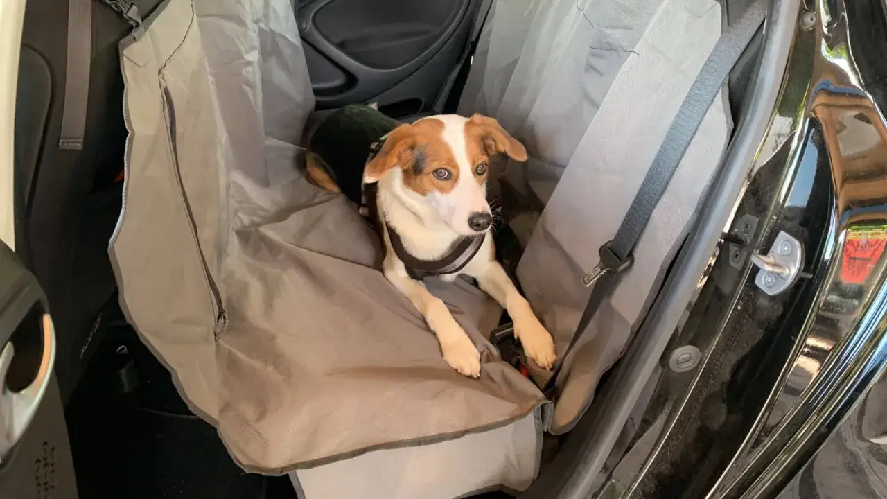 Ein kleiner Hund mit braunen Flecken liegt auf einer Autoschutzdecke. Sicherer hund im auto transportieren.