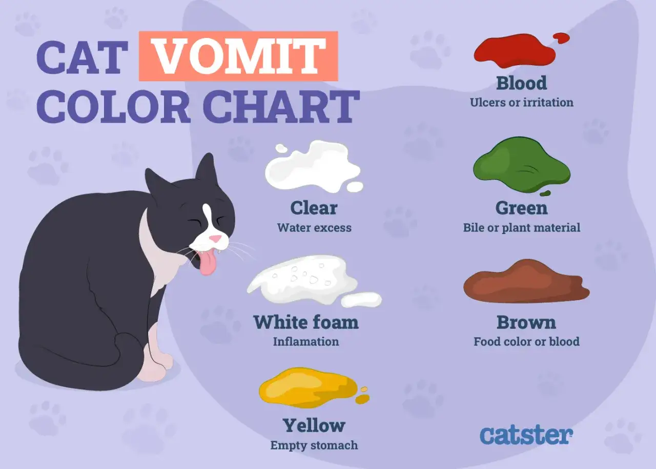 Kattspya i olika färger. En svartvit katt hostar upp gult, vilket indikerar tom mage. Diagrammet visar även blod, grönt, brunt och vitt skum.