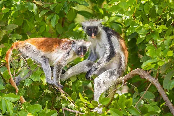 Jozani Forest Zanzibar małpy gereza ruda