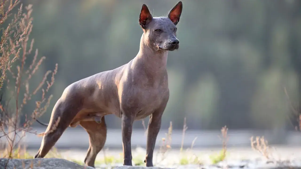 Un perro egipcio, de piel gris&aacute;cea y orejas puntiagudas, posa con elegancia junto a la orilla, su silueta destacando contra el fondo natural.
