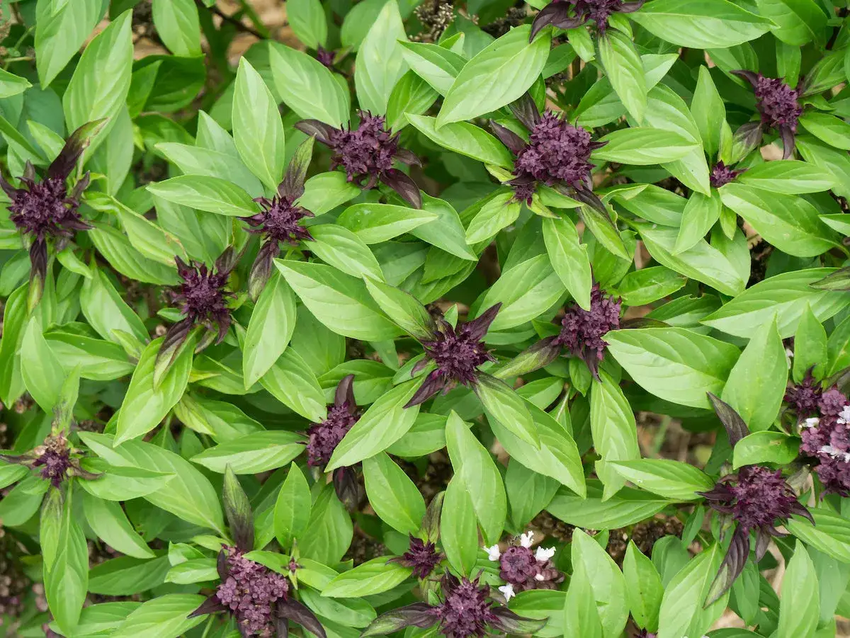 Gros plan sur des plants de basilic aux feuilles vertes vives et aux fleurs violettes. Idéal pour planter du basilic et parfumer vos plats.