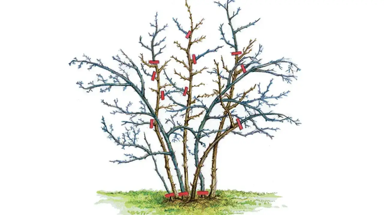 Illustration zeigt, wie man Stachelbeeren schneiden muss. Rote Markierungen zeigen, wo geschnitten werden soll.
