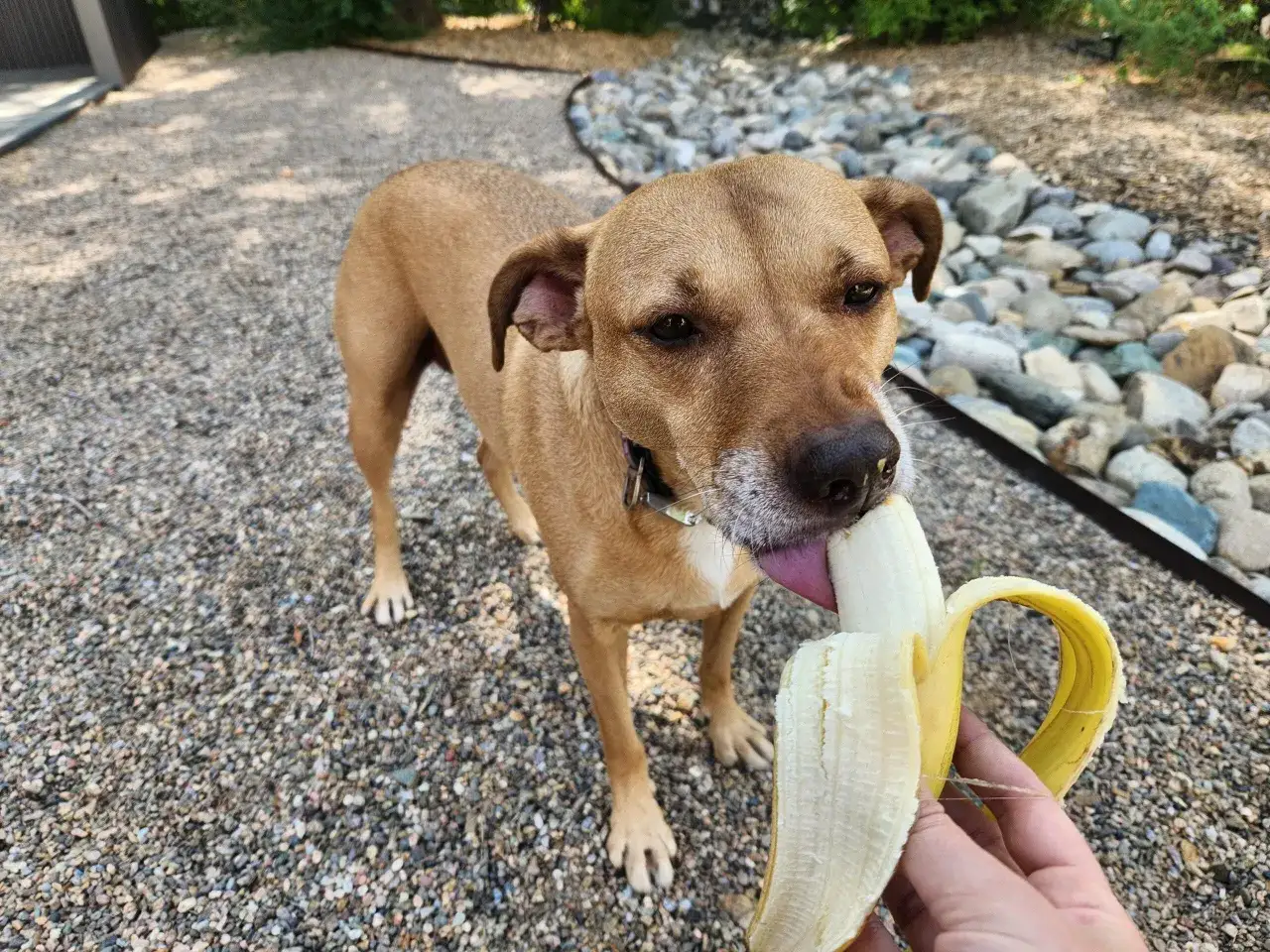 Brązowy pies z zaciekawieniem liże banana, co pokazuje, czy pies może jeść banana.