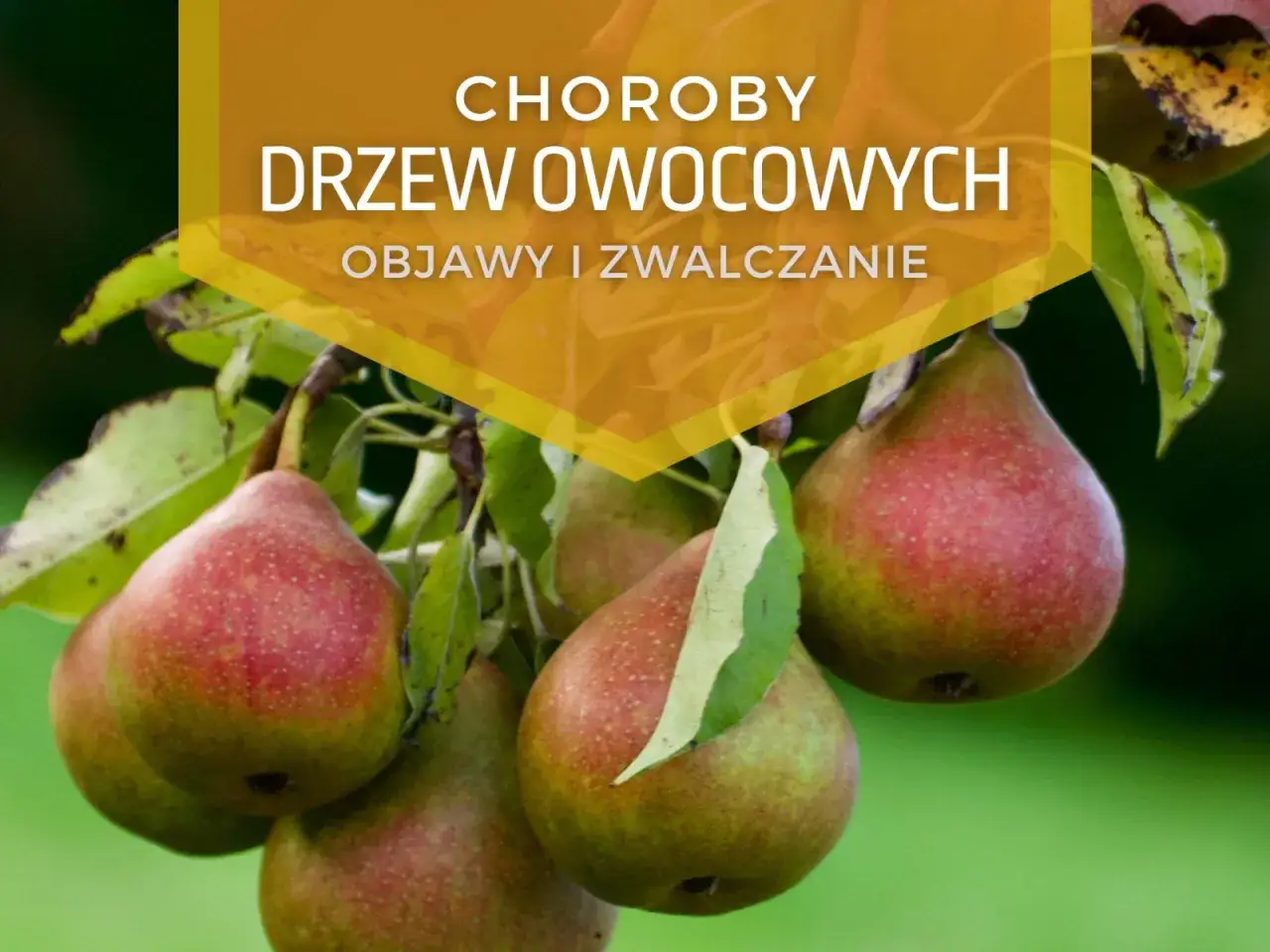 Gruszki na drzewie, z widocznym napisem 