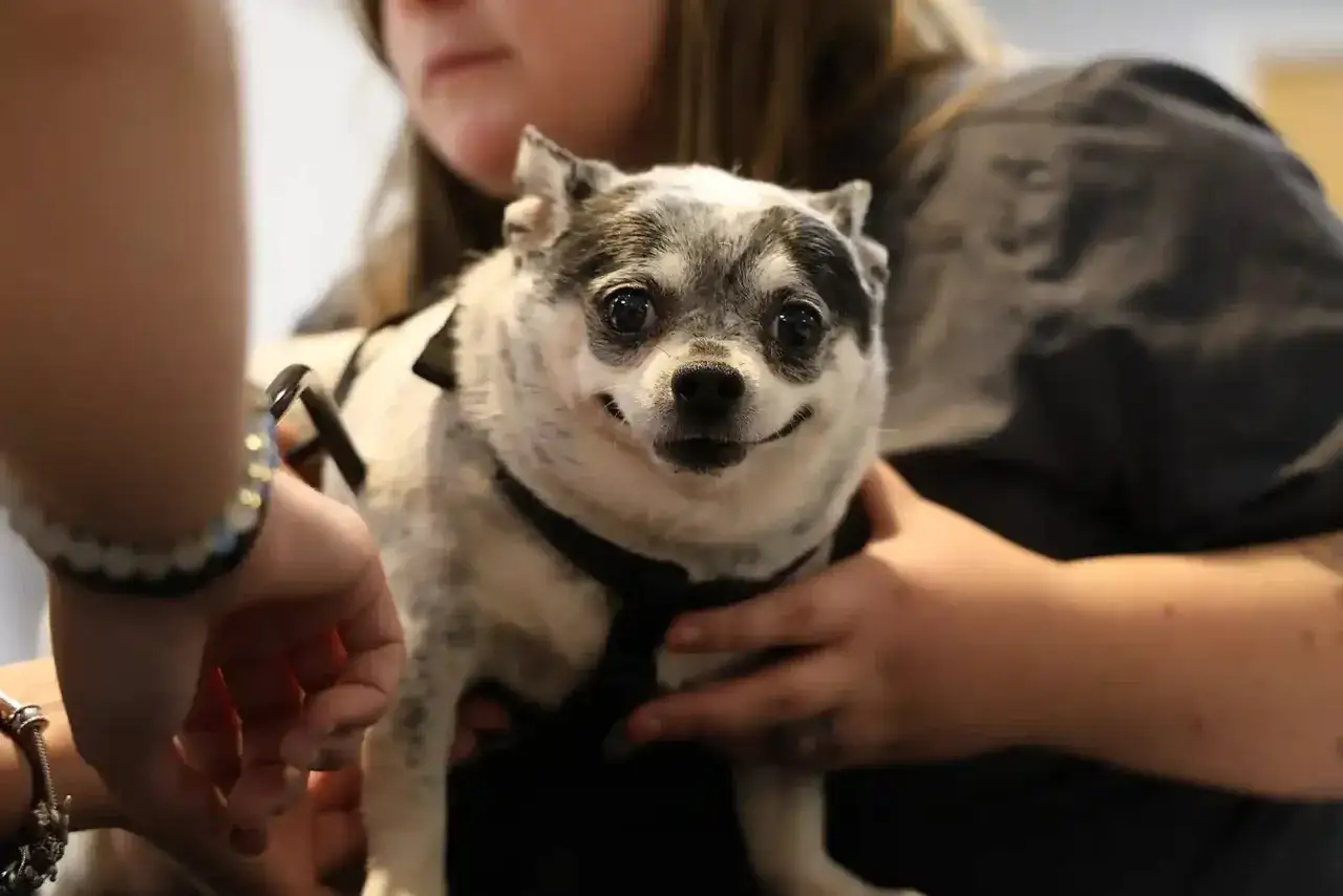 Un perro con signos de demencia senil en perros, con pelaje blanco y negro, es sostenido por manos cari&ntilde;osas.
