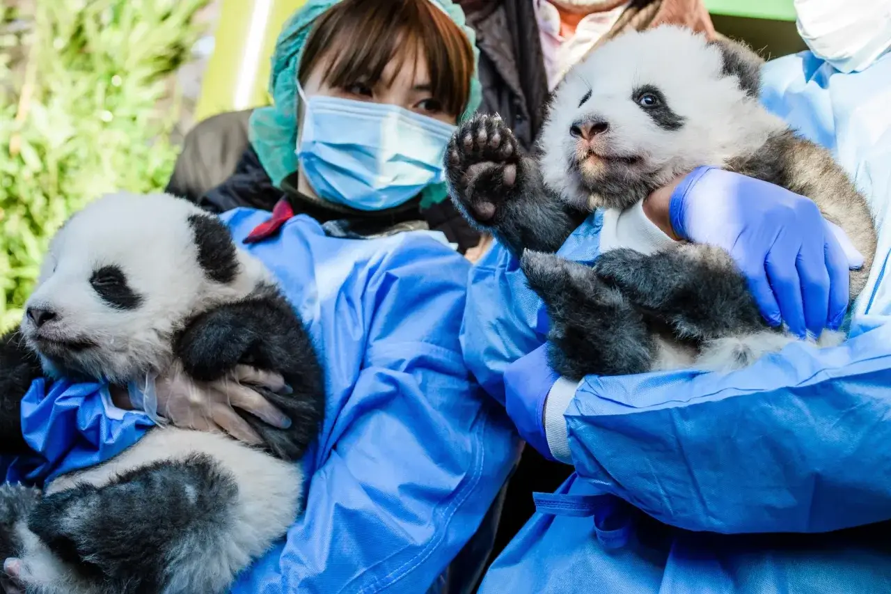Dwa urocze pandy małe w berlińskim ogrodzie zoologicznym, trzymane przez opiekunów w niebieskich fartuchach.