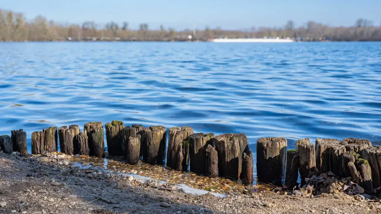 Alte Holzpf&auml;hle ragen aus dem Wasser am Ufer des Liblarer Sees.