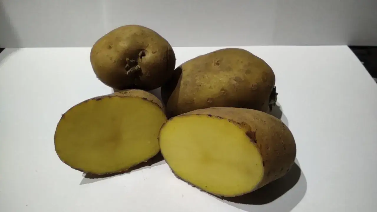 Kilka ziemniaków, jeden przekrojony na pół, ukazujący żółty miąższ. Idealne do pieczenia lub gotowania.