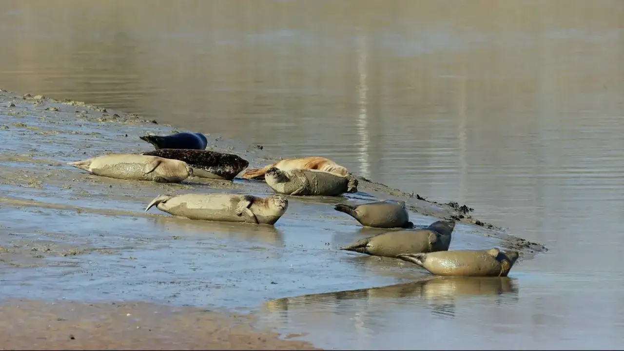 Un groupe de phoques se repose sur la vase de la baie de Somme. L'eau reflète le ciel gris.