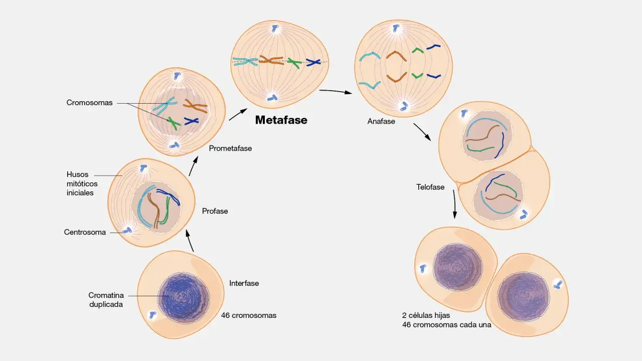 Ilustración del ciclo celular, mostrando la profase, metafase, anafase y telofase, culminando en dos células hijas con 46 cromosomas, como en un cariotipo humano real.