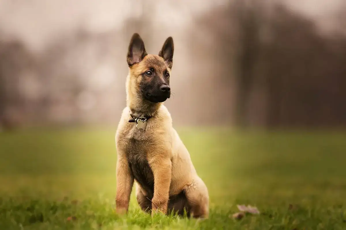 Szczeniak malinois siedzi na trawie, gotowy do zabawy. Sprawdź malinois cena, by poznać koszt tego wspaniałego psa.