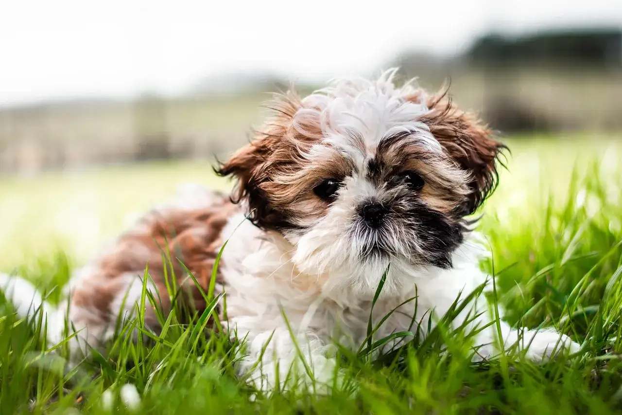 Uroczy shih tzu mieszaniec z kundlem leży w trawie, patrząc w obiektyw z zaciekawieniem.