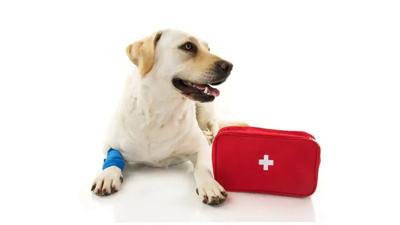 Labrador z opatrzoną łapą i czerwoną apteczką. Czerwone łapy u psa to znak, że potrzebuje pomocy.