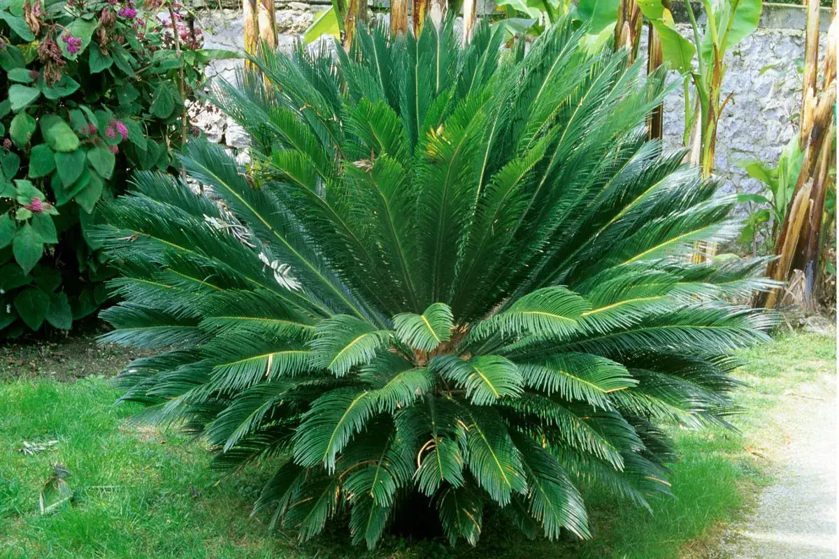 Un cycas revoluta extérieur, majestueux, déploie ses frondes vertes luxuriantes sur une pelouse bien entretenue, avec des plantes fleuries et un mur de pierres en arrière-plan.