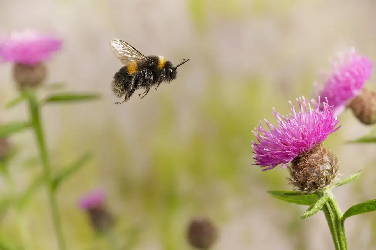Un bourdon, reconnaissable &agrave; son pelage touffu, vole vers une fleur rose. Il est plus gros qu'une abeille, pr&ecirc;t &agrave; butiner.