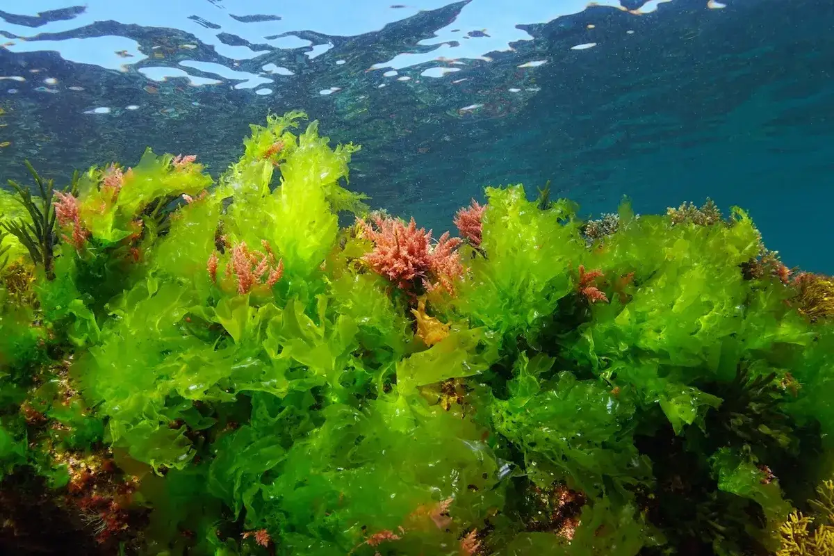 Variet&agrave; di tipi di alghe marine, con foglie verdi ondulate e rametti rossi che ondeggiano nell'acqua limpida sotto la superficie.