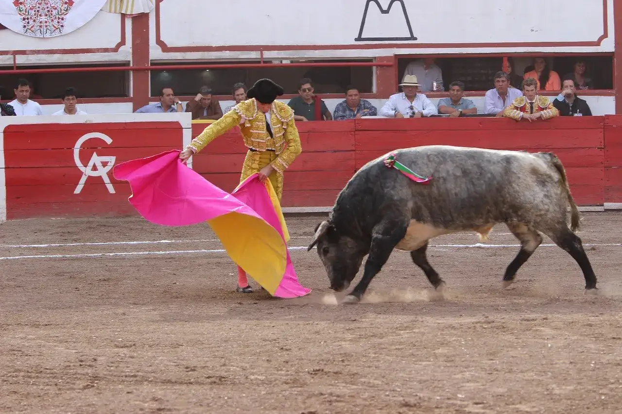 Un torero con traje de luces maneja una capa rosa y amarilla ante un toro en la arena. Son cosas de toros.