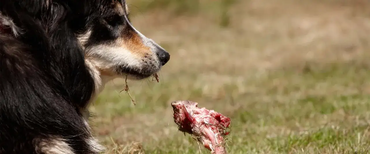 Pies z apetytem gryzie surowe mięso. Czy pies może jeść surowe mięso? Tak, jeśli jest odpowiednio przygotowane.