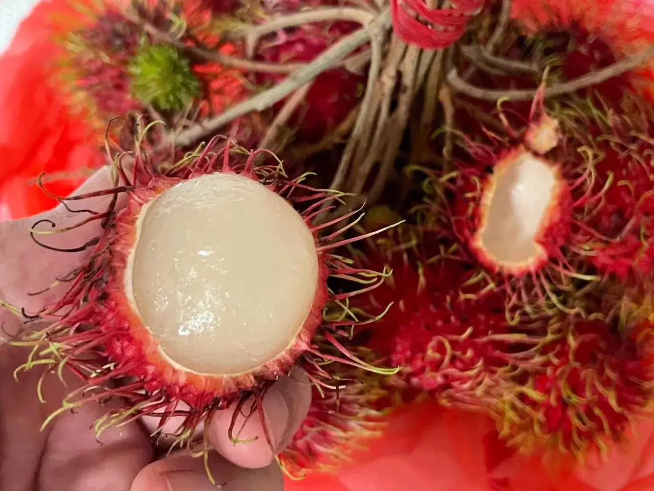 Ręka trzyma przekrojonego, soczystego **rambutana** z białym miąższem. W tle widać więcej tych egzotycznych owoców.