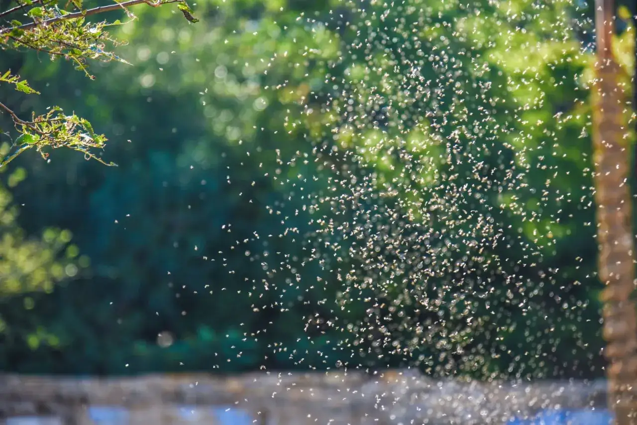 Nuage de moucherons dansant sous le soleil. Ils ne se nourrissent pas de sang, mais de nectar et de pollen, comme le sugg&egrave;re leur essaim pr&egrave;s de la v&eacute;g&eacute;tation.