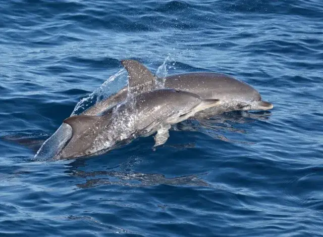 Familie beobachtet Delfine vom Boot aus Gran Canaria