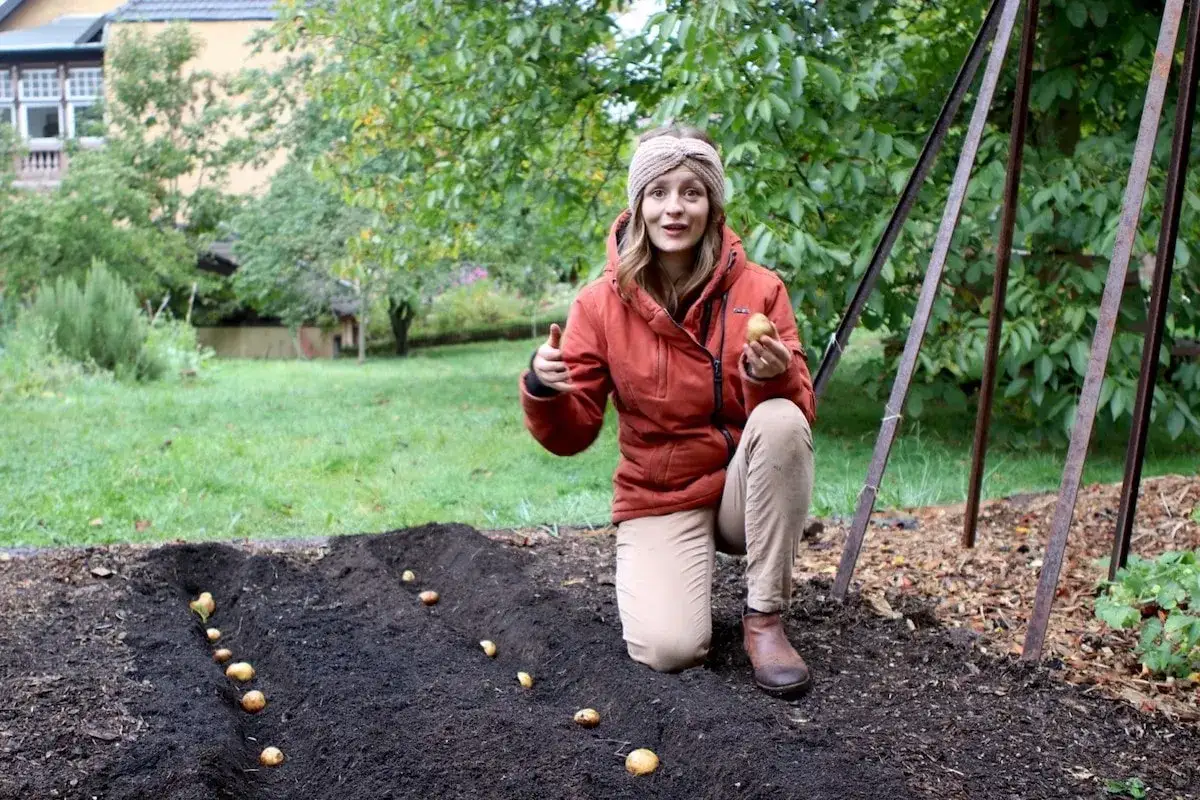 Frau kniet im Garten und zeigt, wie man Kartoffeln anbauen kann. Sie hält eine Kartoffel in der Hand, während in der Erde bereits mehrere Kartoffeln für das Anpflanzen liegen.