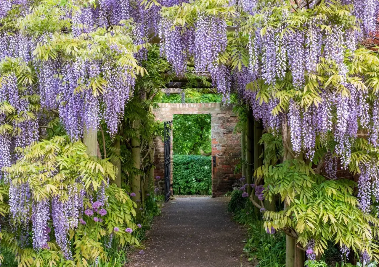 Wisteria w Polsce tworzy magiczny tunel kwitnący fioletem. Ścieżka prowadzi przez ceglaną bramę do zielonego ogrodu.