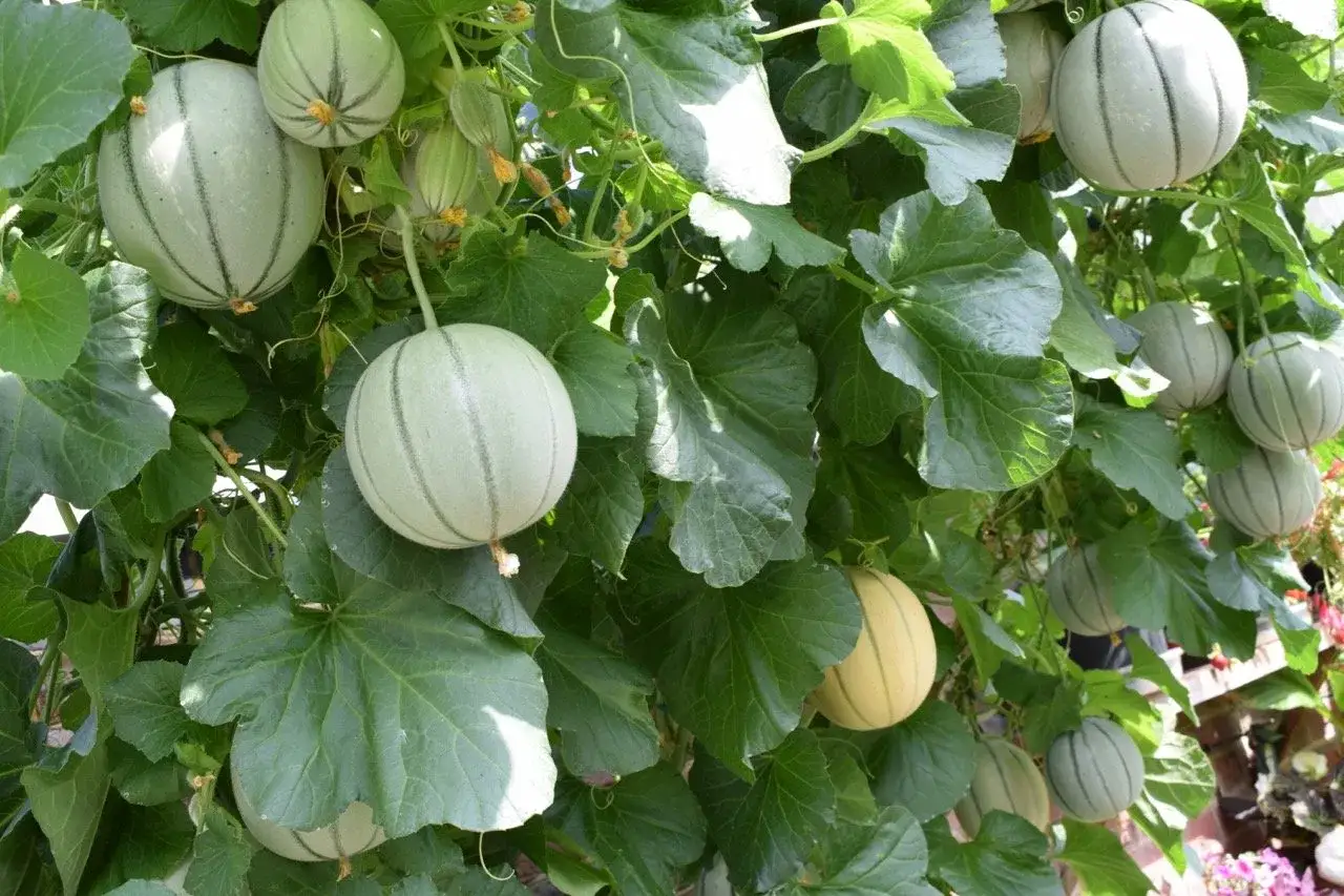 Melonen selber ziehen ist nicht giftig. Viele gr&uuml;ne und gelbe Melonen reifen an der Pflanze.
