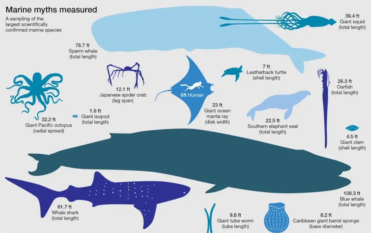 Il pesce pi&ugrave; grande del mondo &egrave; la balenottera azzurra (108.3 ft), ma anche lo squalo balena (61.7 ft) &egrave; enorme.
