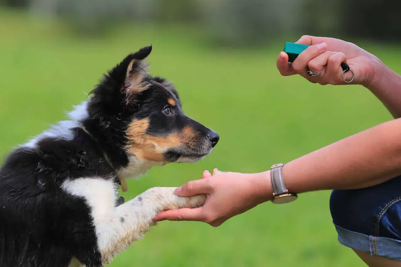 Ein Hund lernt mit Clickertraining. Ein junger Border Collie gibt Pf&ouml;tchen, w&auml;hrend die Hand einen gr&uuml;nen Clicker h&auml;lt.